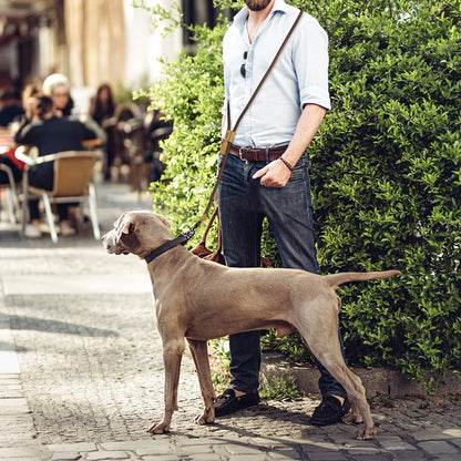 Hands-Free Dog Leash
