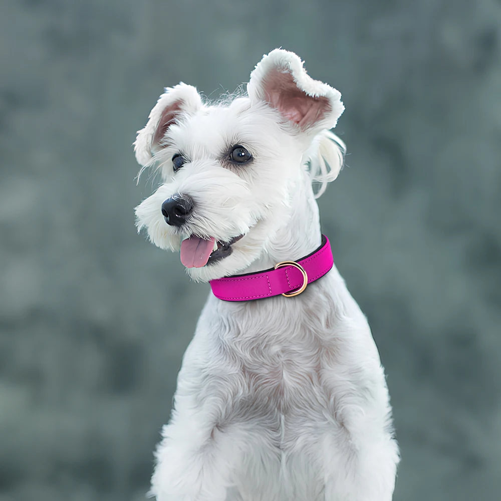 Waterproof Dog Collar | Comleet