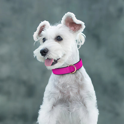 Waterproof Dog Collar | Comleet